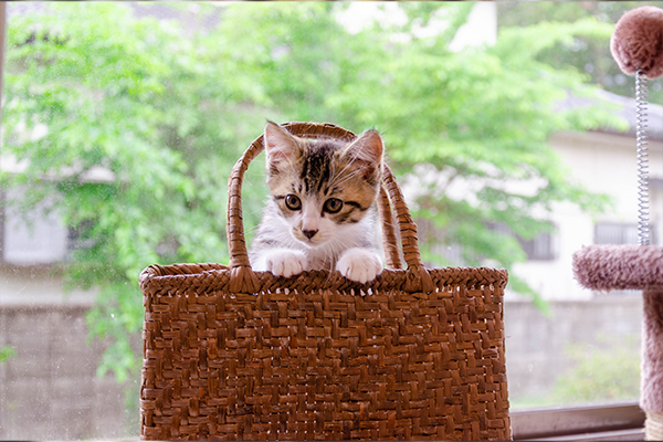 準備中です