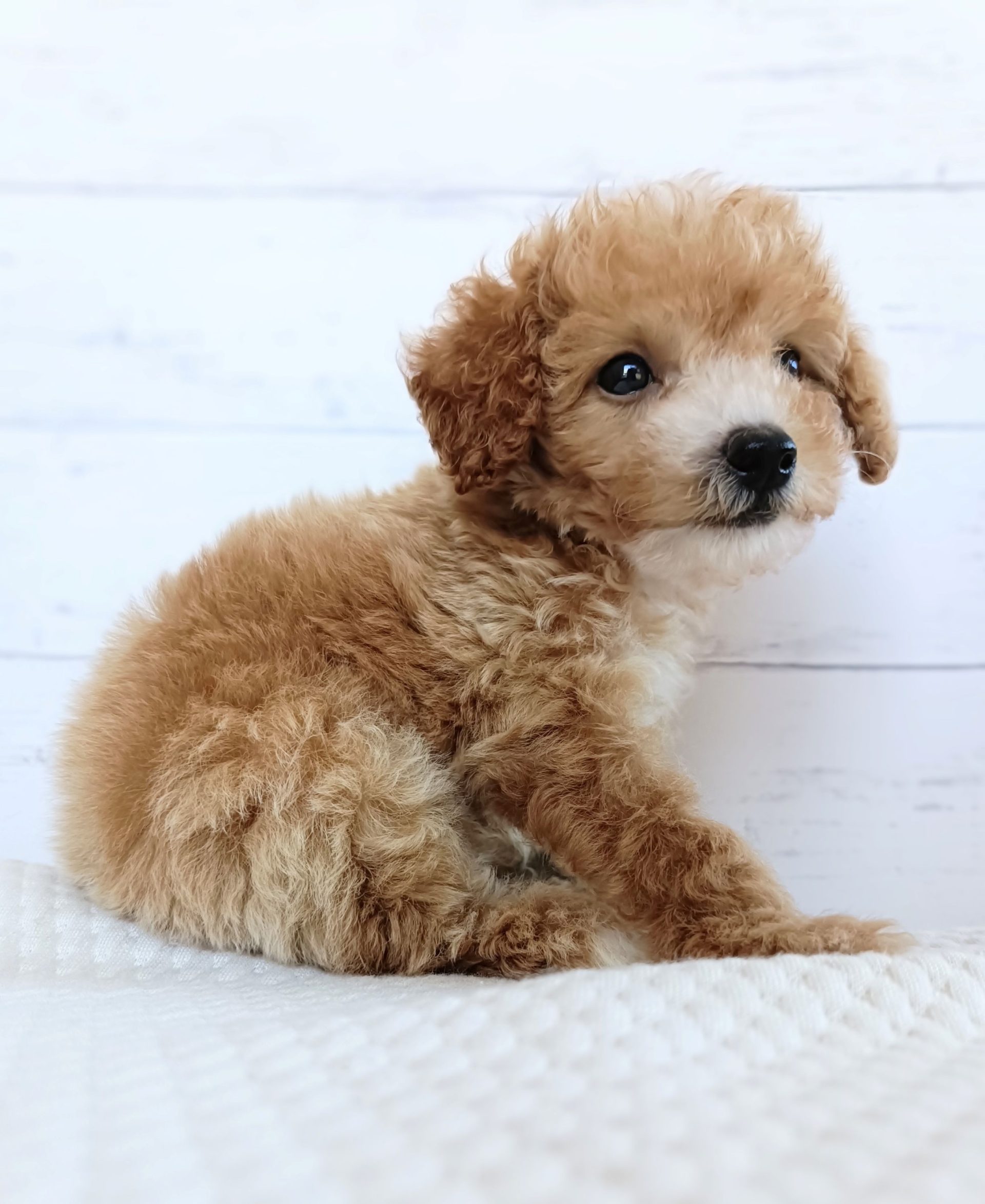 子犬の写真