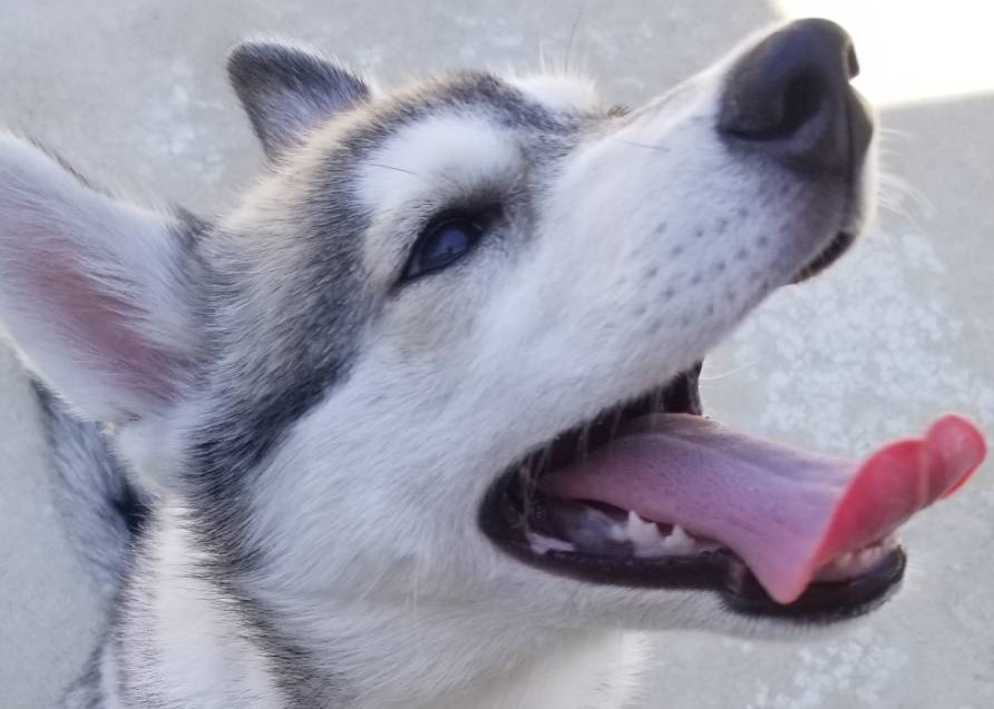 子犬の写真