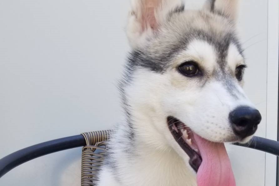 子犬の写真